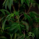 Семена конопли АК 74 характеристики и преимущества выращивания image_125.jpg