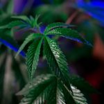 Сорт конопли Auto Fast Bud regular от Ganja Seeds image_128.jpg