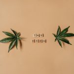 Семена конопли Auto Blue Mammoth feminised от Barneys Farm image_140.jpg