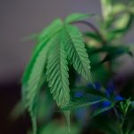 Питательная ценность и применение семян конопли в кулинарии image_166.jpg