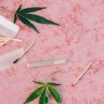 Семена конопли Auto Sweet Pure CBD feminised от Sweet Seeds image_167.jpg