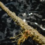 Семена конопли Frisian Duck feminised от Dutch Passion Seeds image_199.jpg