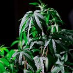 Сорт конопли Bubblelicious feminised от Nirvana Seeds image_206.jpg