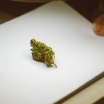 Семена конопли Sweet Tooth feminised от Ganja Seeds image_249.jpg