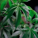 Семена конопли Auto Jack Herer feminised от Advanced Seeds image_26.jpg