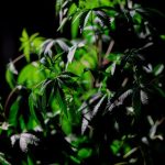 Сбор и хранение семян марихуаны image_262.jpg