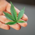 Сорт конопли Blue Cheese feminised от Barneys Farm image_267.jpg