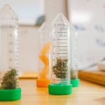 Семена конопли Cream 47 feminised от Sweet Seeds image_328.jpg