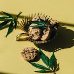 Проращивание семян конопли: подробное руководство image_33.jpg