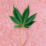 Семена конопли Auto Think Big feminised от Dutch Passion Seeds image_340.jpg