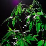 Семена конопли Purple Maroc feminised от Female Seeds image_354.jpg