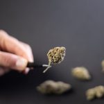 Семена конопли Auto Orange Bud feminised от Dutch Passion Seeds image_363.jpg