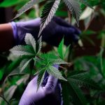 Семена Конопли в Санкт-Петербурге: Приобретение и Выращивание image_401.jpg