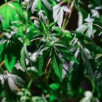 Преимущества и особенности регулярных семян конопли image_405.jpg