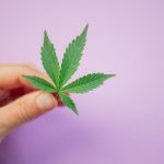 Семена конопли Мазар полезные свойства и применение image_433.jpg