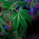 Семена конопли Double Tangie Banana от Crockett Family Farms image_436.jpg