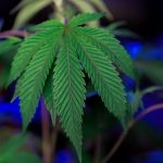 Как заказать семена конопли почтой image_437.jpg