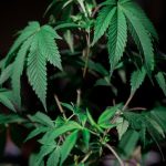 Самые дорогие семена марихуаны и их характеристики image_457.jpg