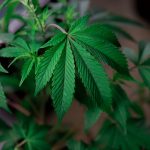 Где купить семена конопли image_486.jpg