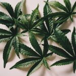 Выращивание конопли от семян до шишек подробное руководство image_492.jpg