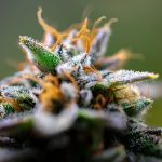 Семена конопли Crystal Candy feminised от Sweet Seeds image_517.jpg