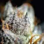 Семена конопли Auto Critical feminised от Ganja Seeds image_534.jpg