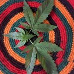 Где достать семена конопли image_542.jpg