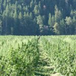 Покупка семян марихуаны по почте: правовые аспекты и меры предосторожности image_547.jpg