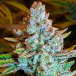 Семена конопли Nirvana regular от Ganja Seeds image_558.jpg