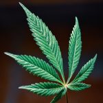 Семена конопли Auto Mix feminised от Ganja Seeds image_559.jpg