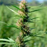 Семена конопли в Санкт-Петербурге: где купить и как использовать images103.jpg