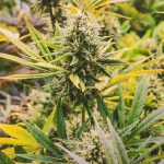 Семена конопли для гроверов images12.jpg