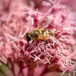 Семена конопли женского пола: особенности и преимущества выращивания images137.jpg