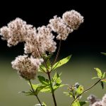 Семена конопли White Widow x Bubble Gum feminised от Ganja Seeds images163.jpg