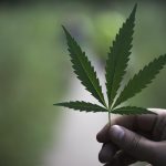 Время прорастания семян конопли images164.jpg