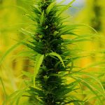 Выращивание семян марихуаны: подробное руководство images178.jpg