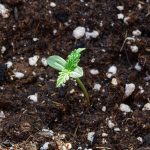 Выращивание конопли в Украине: история, современное состояние и перспективы images184.jpg