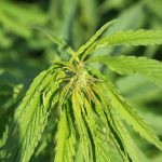 Купить семена конопли в Санкт-Петербурге images197.jpg