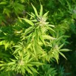 Конопляные семена полезные свойства и применение в Калуге images203.jpg