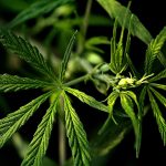 Семена конопли Aspan feminised от Bang Seeds images215.jpg