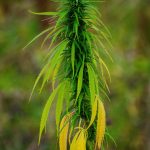 Полезные свойства семян конопли и их использование в кулинарии images216.jpg