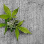 Изображения семян конопли и их использование images235.jpg