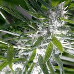 Использование семян конопли во Владикавказе images254.jpg