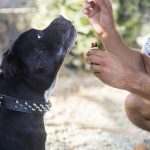 Преимущества и особенности выращивания конопли из семян images269.jpg