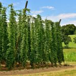 Амнезия и семя конопли images278.jpg