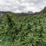 Как купить недорогие семена марихуаны хорошего качества images300.jpg