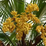 Нидерланды и семена конопли images302.jpg