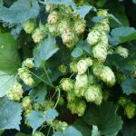 Семена конопли Auto White Widow feminised от Ganja Seeds images308.jpg