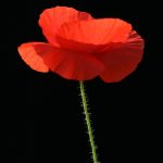 Семена конопли Auto Euforia feminised от Ganja Seeds images315.jpg