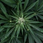 Семена конопли Sensi Skunk от Ganja Seeds images320.jpg